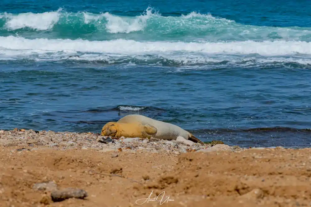 כלב ים בחופי ישראל