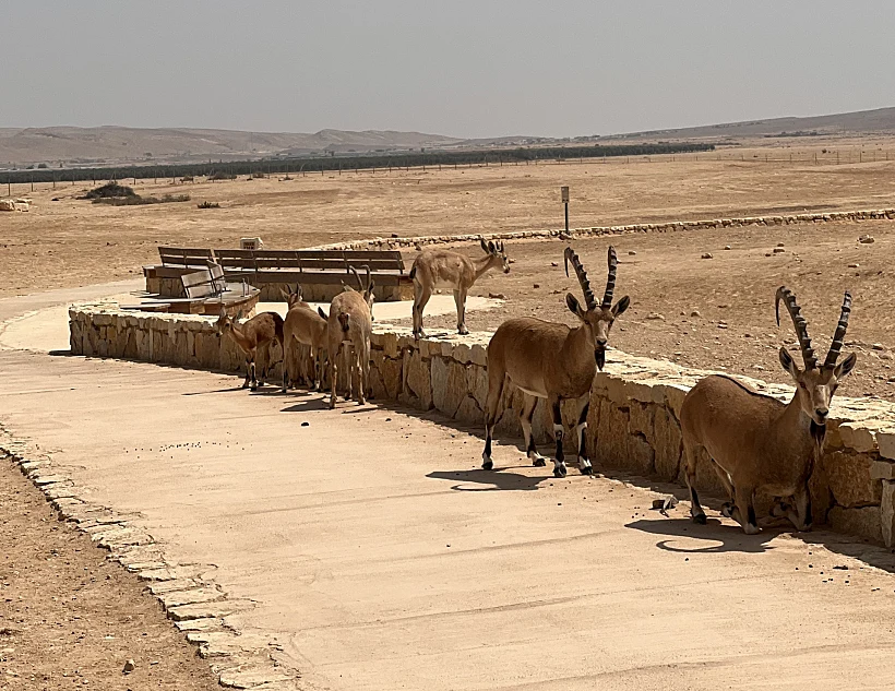 טיילת בן גוריון