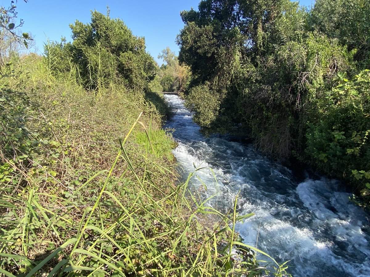 נחל דן זורם בין צמחייה סבוכה בשמורת תל דן