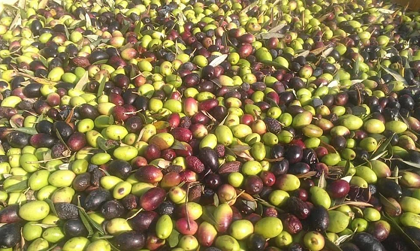 בית הבד הגלילי | צילום: עמרי אילת