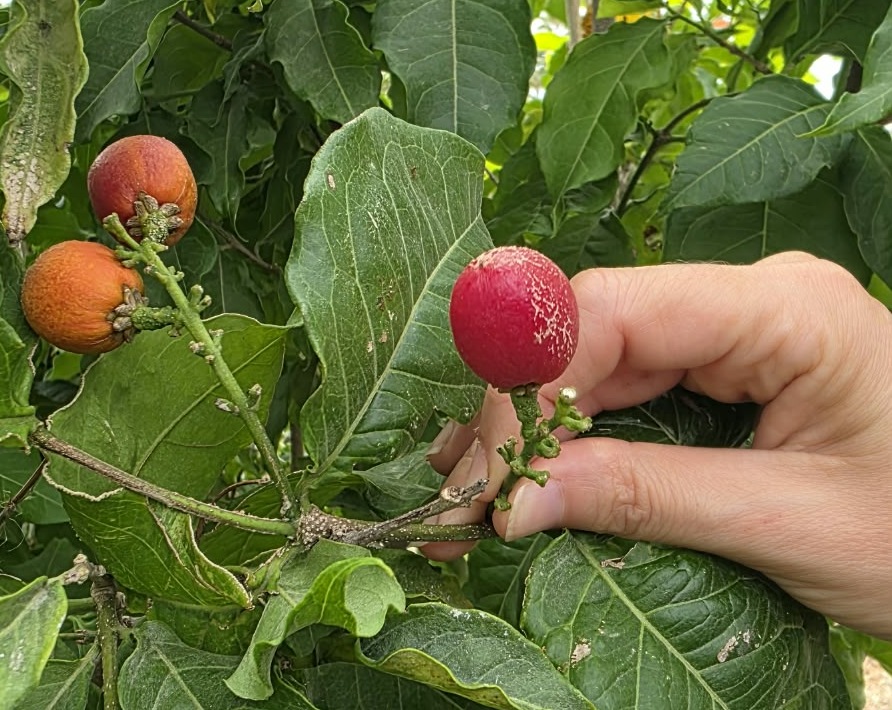 יער מאכל בית לחם הגלילית