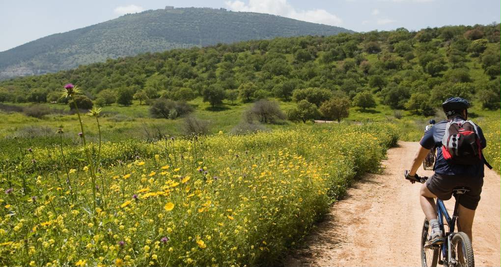 יער בית קשת | צילום ארכיון הצילומים של קקל